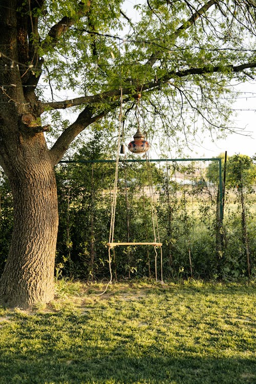 Foto profissional grátis de árvore, cerca, cor