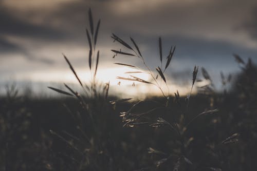 Foto profissional grátis de natureza, pôr do sol