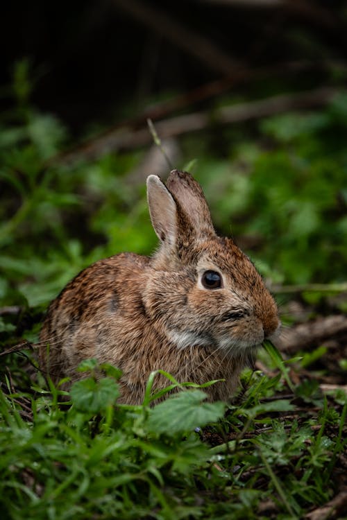 A rabbit sitting in the grass with its ears up
