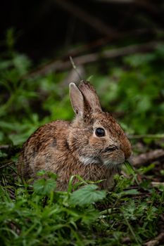 rabbit photo