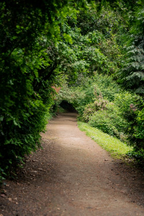 Foto stok gratis berjalan, bimbingan, daun