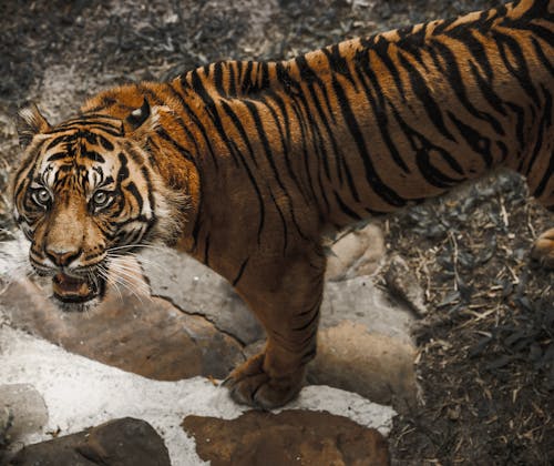 Kostnadsfri bild av tiger
