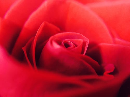 Gros Plan, De, Rose Rouge