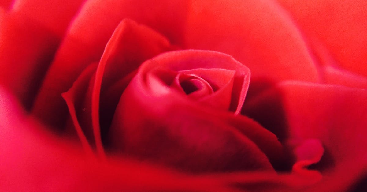 Close-up of Red Rose