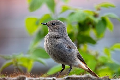 Free Close-up of a Black Redstart perched on a branch with a blurred natural background. Stock Photo