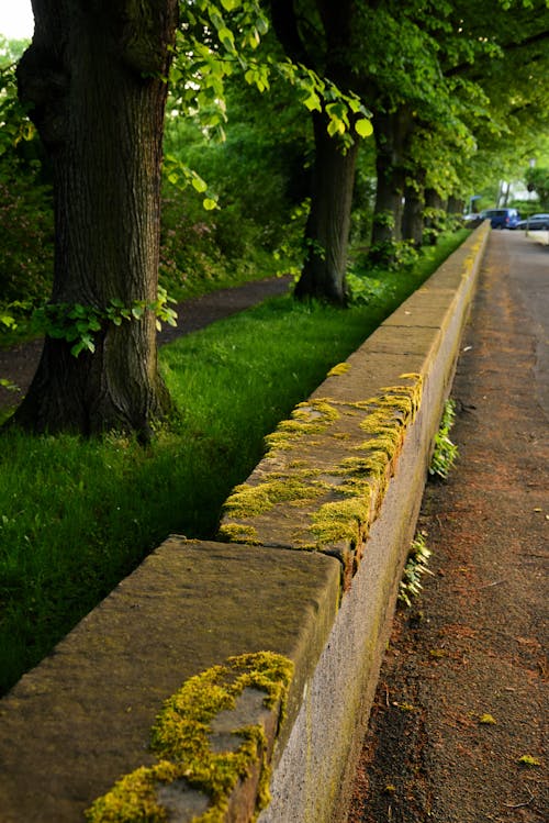 Foto profissional grátis de árvores verdes, caminho, coberto de musgo