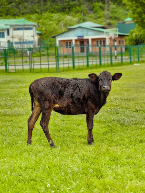 A black cow standing in a field with a building in the background