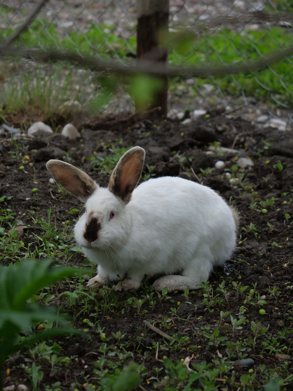 White and Brown Rabbits on Bed · Free Stock Photo