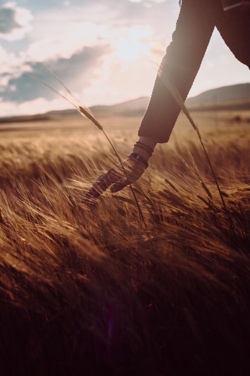 Free A serene sunset shot of a hand touching wheat in a rural field, capturing the essence of summer. Stock Photo