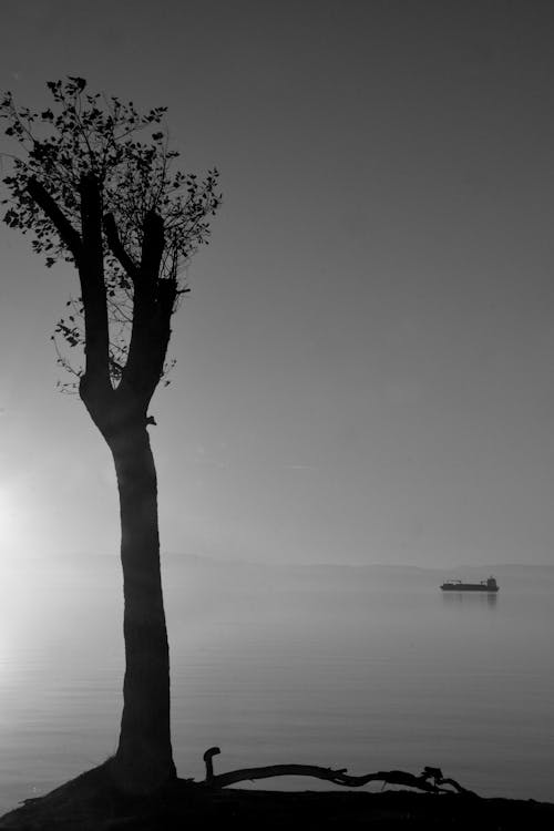 açık hava, ağaç, akşam karanlığı içeren Ücretsiz stok fotoğraf