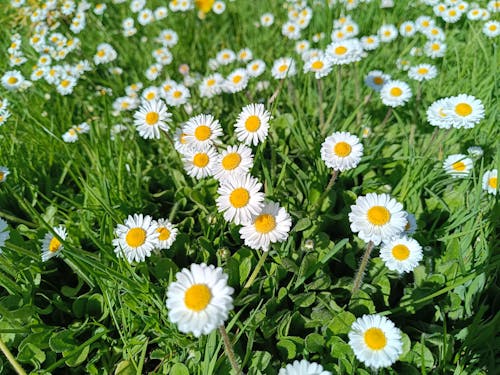 Kostnadsfri bild av natur, små blommor, sommar blommor