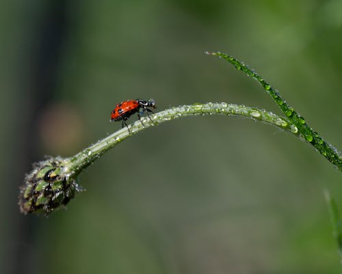 Free stock photo of ladybug, waterdrops