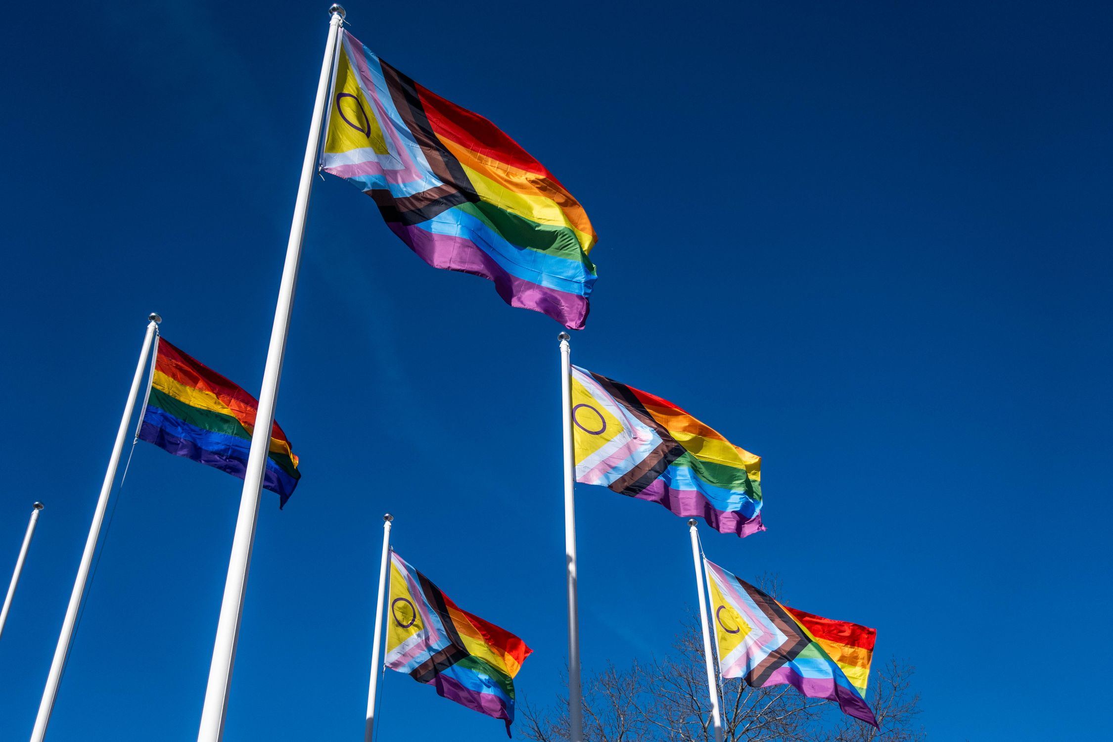 Multiply Flags Multi Colored Flags Waving on Poles · Free Stock Photo