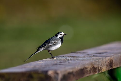 Photos gratuites de appels d'oiseaux, bergeronnette grise, comportement de nidification