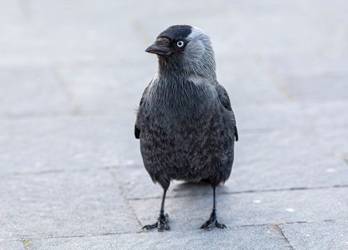 Free A Western Jackdaw stands on urban pavement, showcasing its distinctive plumage. Stock Photo