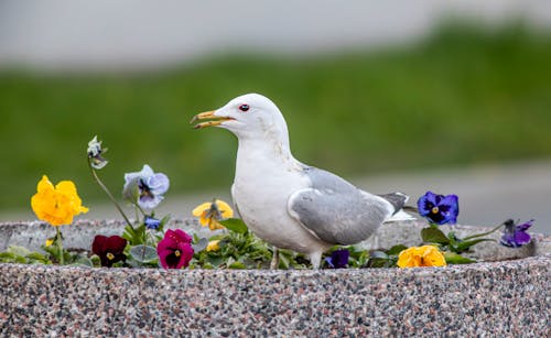 Foto profissional grátis de aves costeiras, aves marinhas, aves migratórias