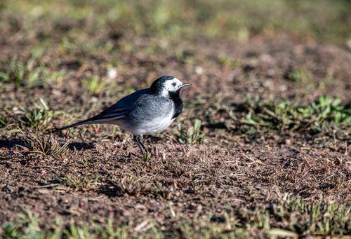 Free A white wagtail (Motacilla alba) captured on a dirt ground showcasing natural wildlife habitat. Stock Photo