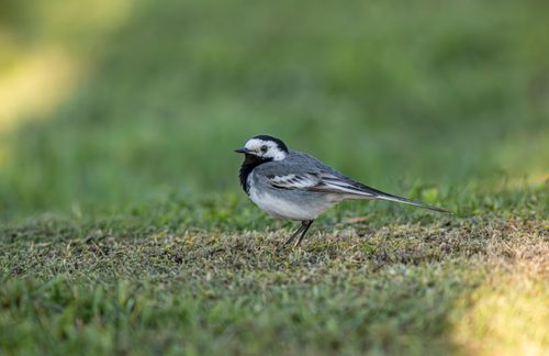 Free A white wagtail bird standing on grass with a blurred natural background. Stock Photo