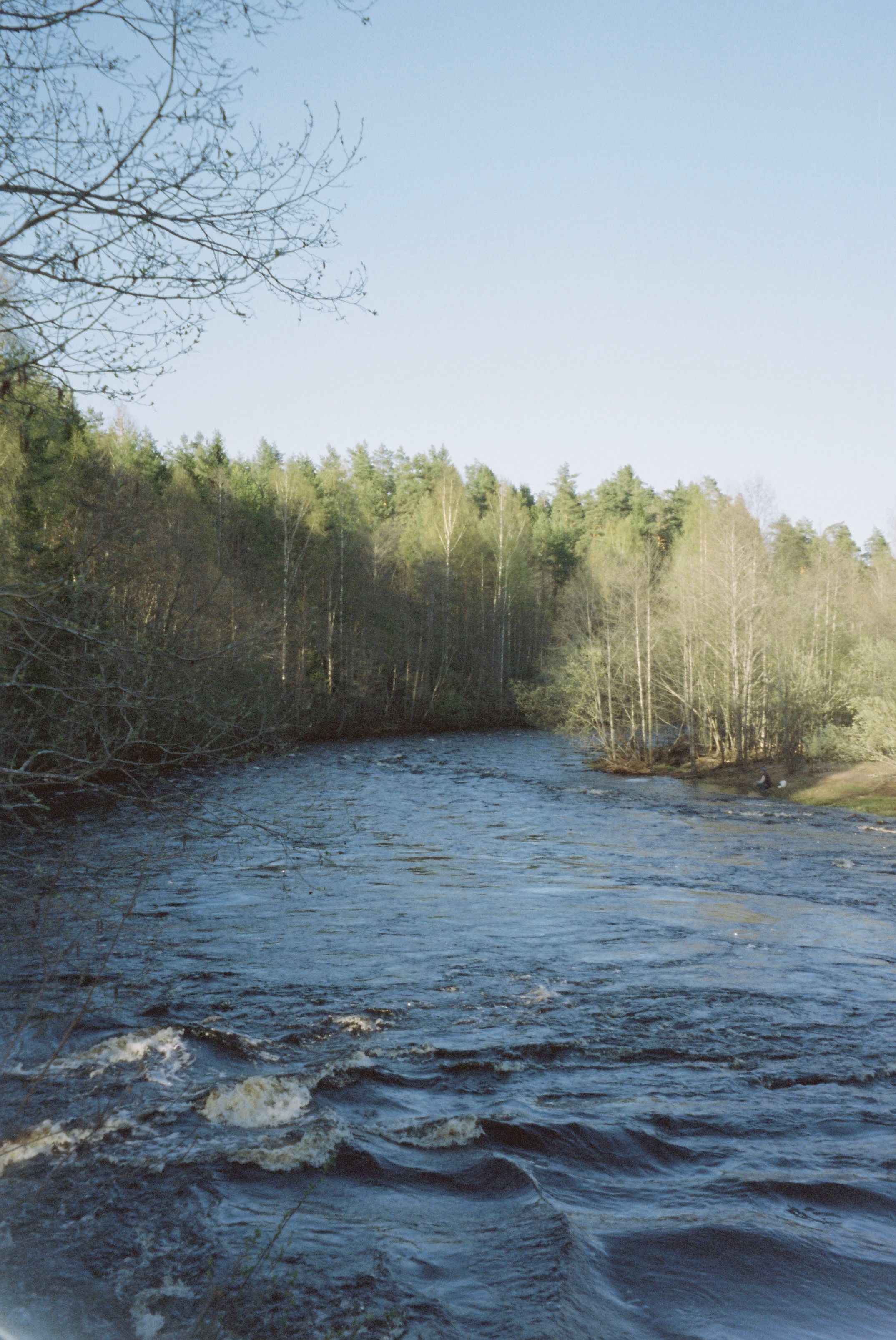 Serene forest river flowing under a clear sky, perfect for nature lovers.