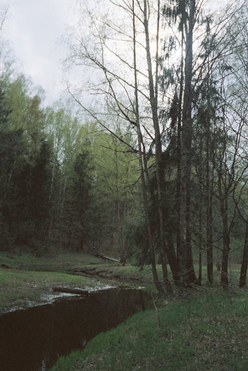 Darmowe zdjęcie z galerii z barbarzyński, drewno, drzewo