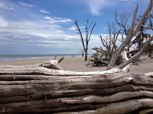 南卡羅來納, 浮木, 海灘 的 免費圖庫相片