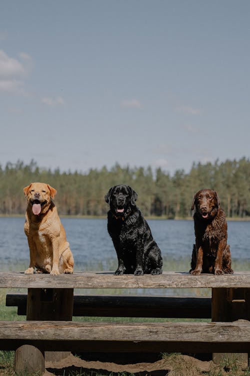 Gratis stockfoto met bank, beesten, bomen