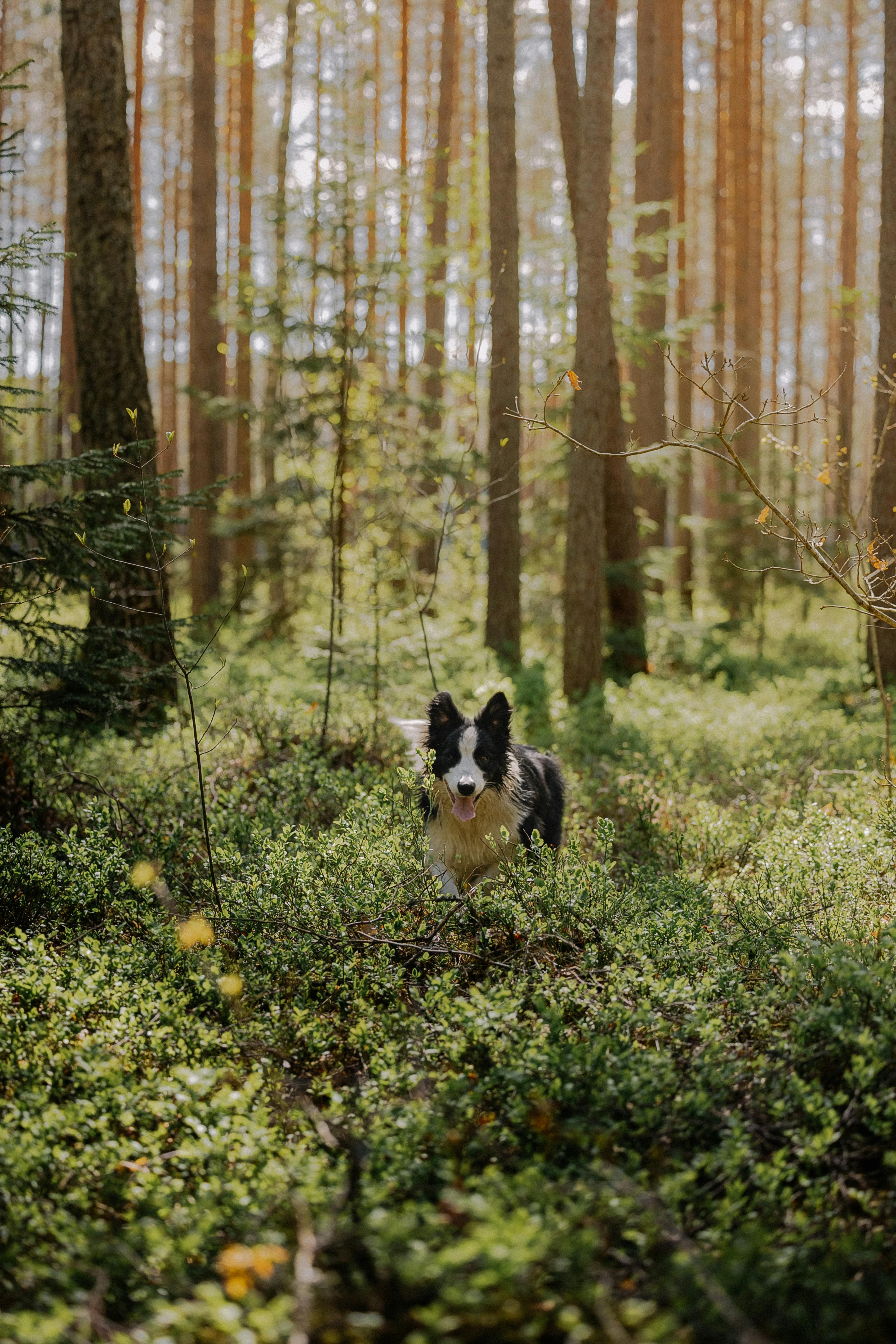 A border collie enjoying a sunny day in a lush, green forest setting.