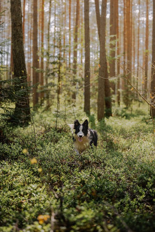 Gratis stockfoto met bomen, border collie, Bos