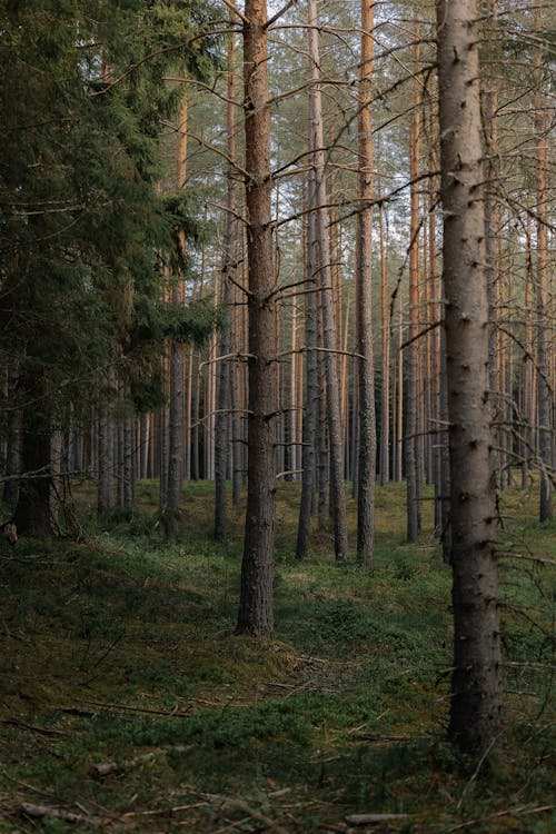 Imagine de stoc gratuită din arbore, arbori veșnic verzi, cădere