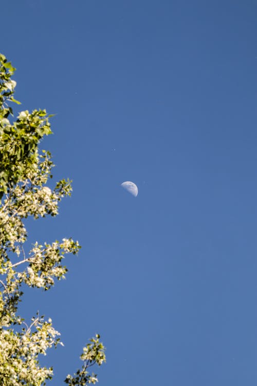 A crescent moon is seen through some trees