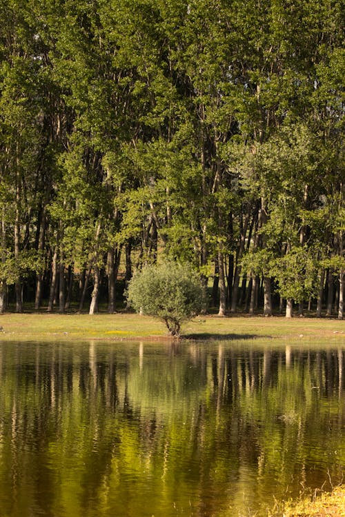 A tree is reflected in the water in front of a forest