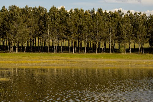 A lake with trees in the background and grass