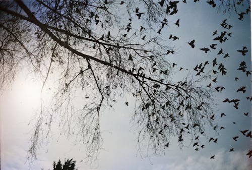 A photo of birds flying in the sky