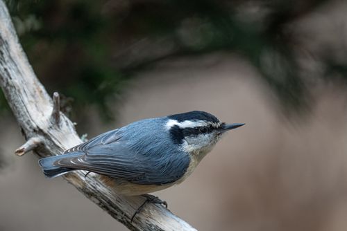 Free A red-breasted nuthatch perches on a branch, showcasing its plumage in the natural habitat. Stock Photo