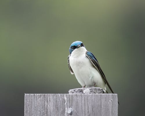 A blue and white bird perched on top of a wooden post