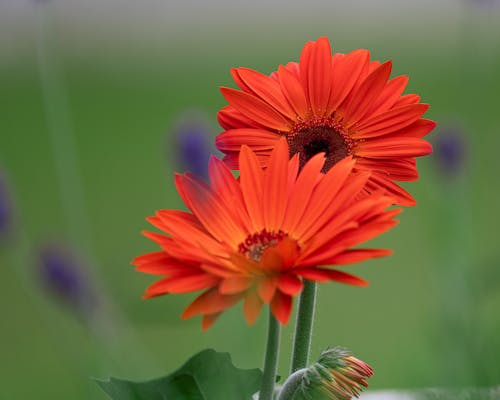 Two orange flowers are in front of green grass
