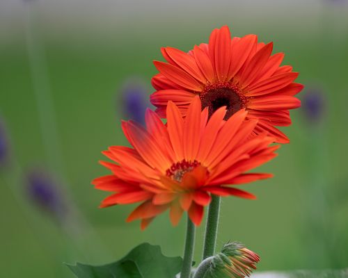 Free Close-up of bright red gerbera daisies against a soft green background, capturing nature's beauty. Stock Photo