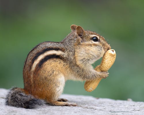 A chipmunt eating a peanut on a rock