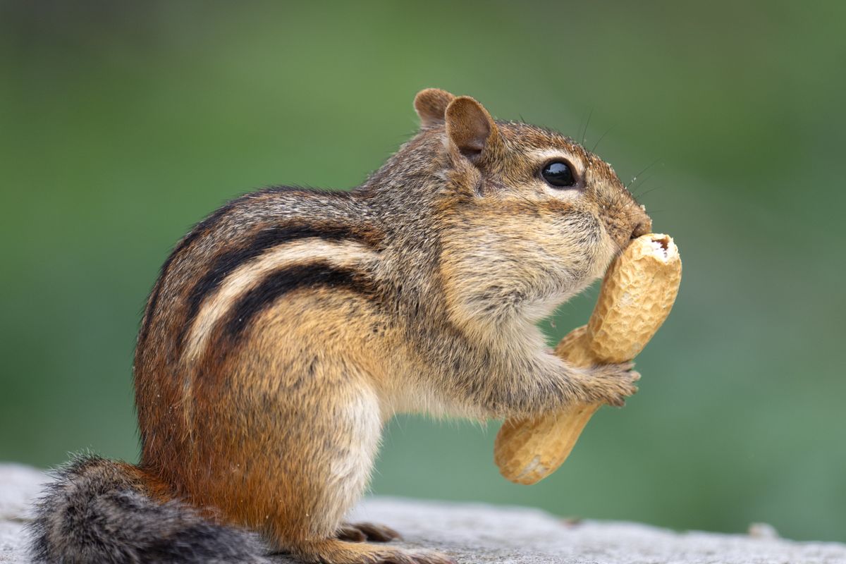 Que mange un écureuil ? Son alimentation expliquée - Les meilleurs aliments pour un écureuil : tableau pratique