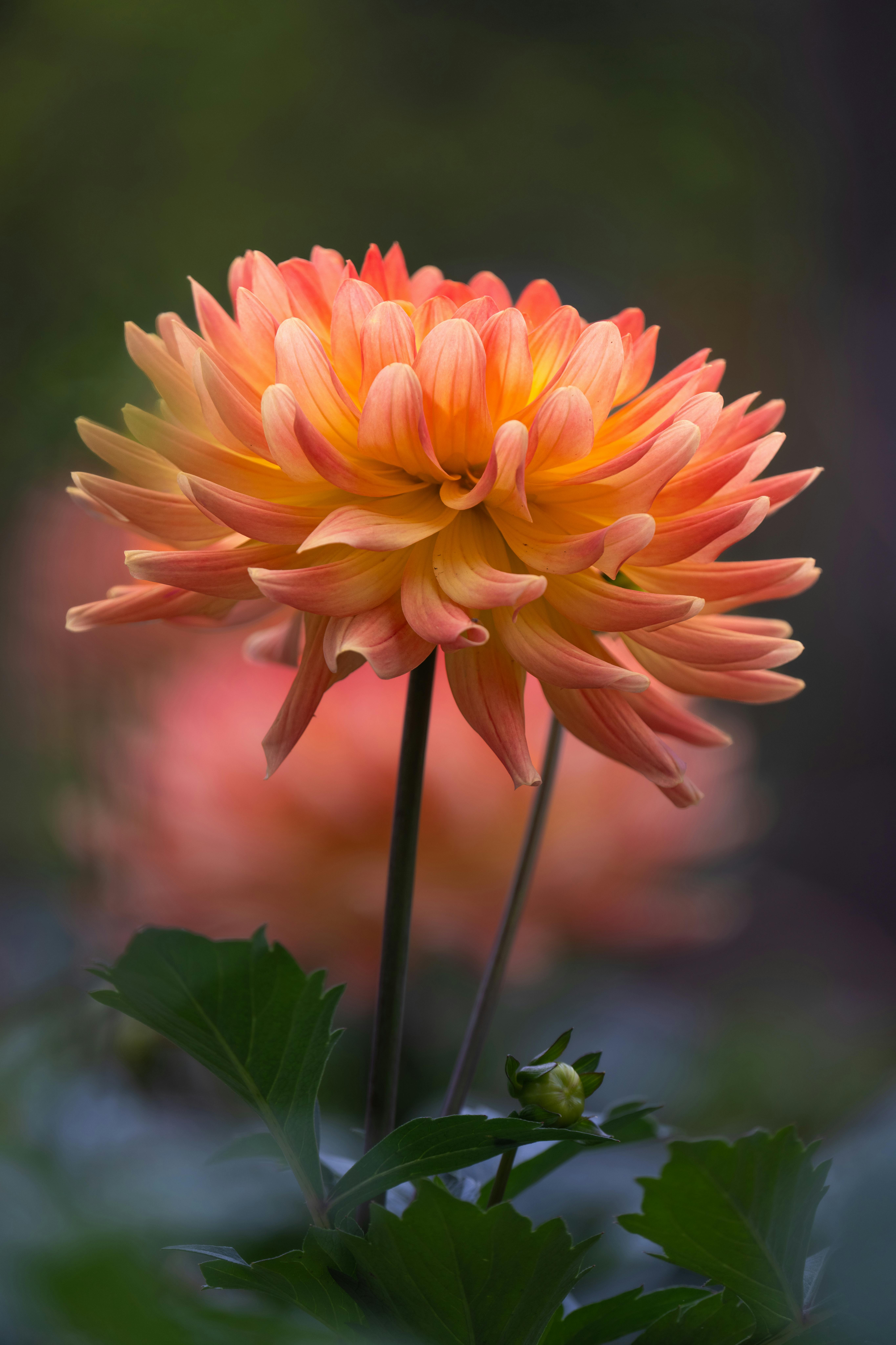 Close-up of a vibrant orange dahlia flower with lush green leaves, perfect for nature and garden-themed content.