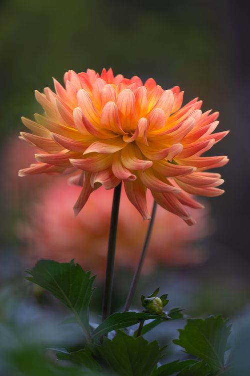 Free Close-up of a vibrant orange dahlia flower with lush green leaves, perfect for nature and garden-themed content. Stock Photo