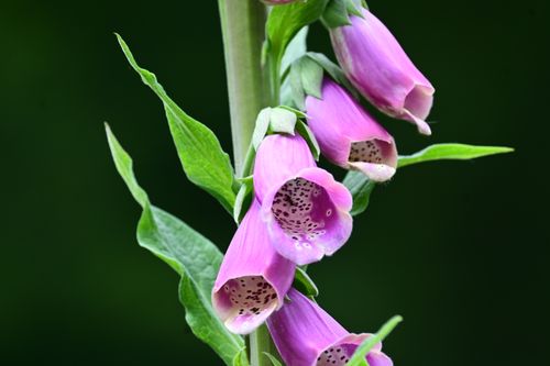 Free Detailed close-up shot of vibrant purple foxglove flowers with green leaves. Stock Photo