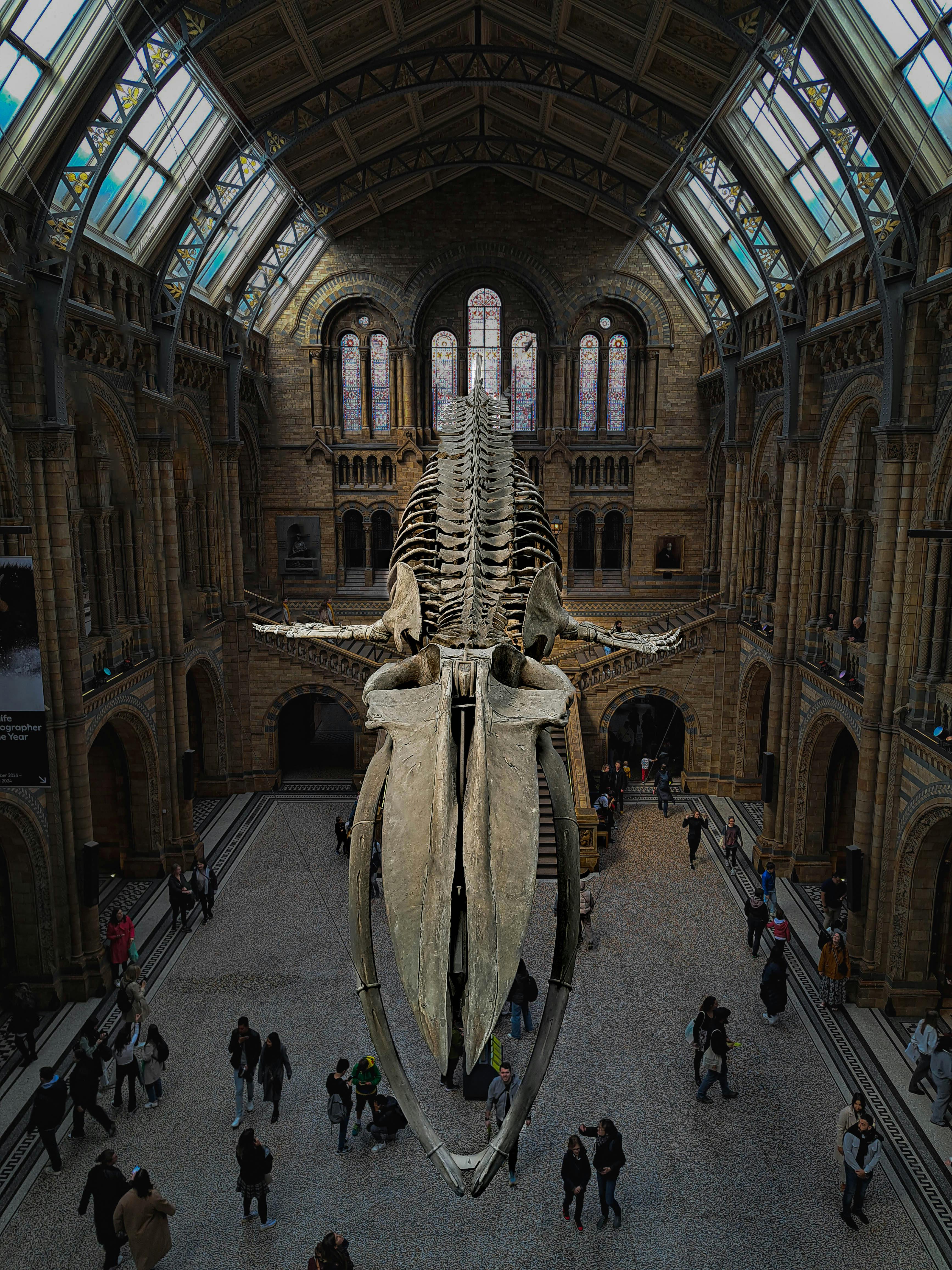 Magnificent blue whale skeleton displayed at London's Natural History Museum.