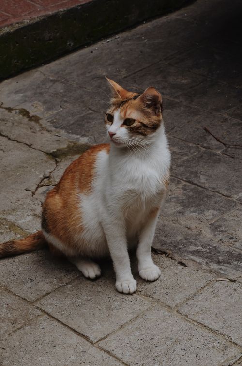 Free A ginger and white cat sitting calmly on a paved urban street. Stock Photo