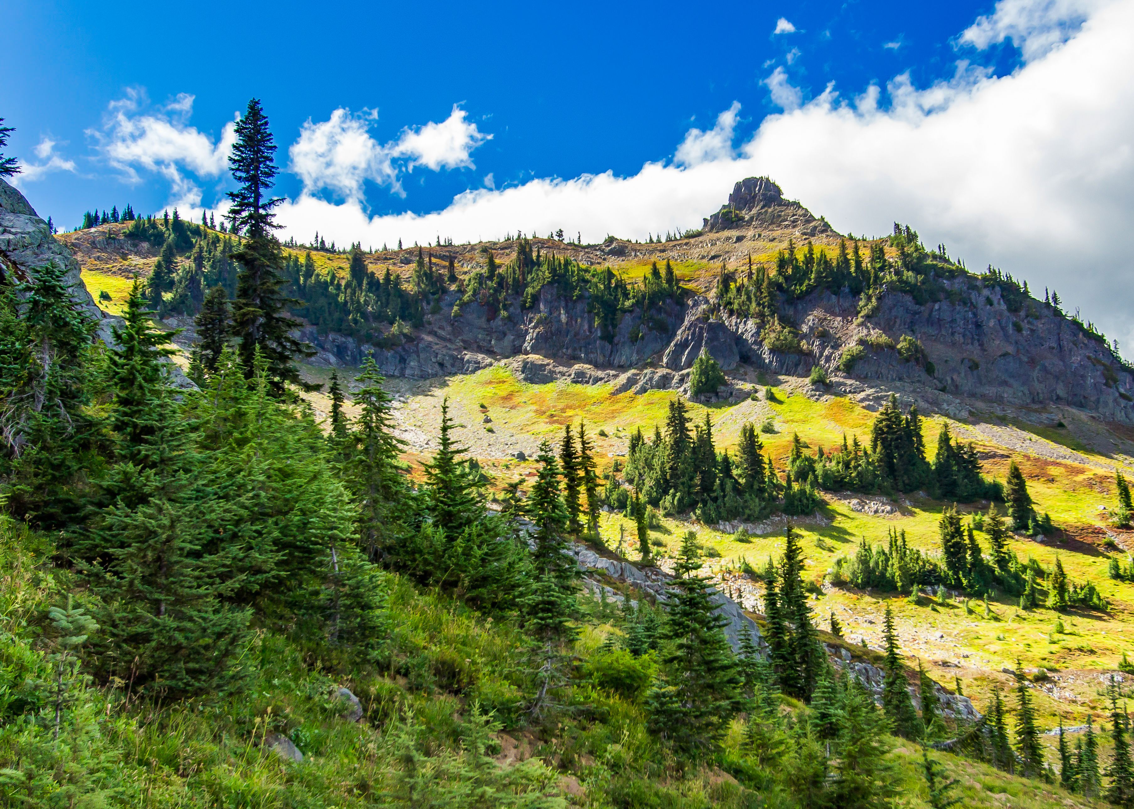 Evergreen Forest and Hill Landscape · Free Stock Photo