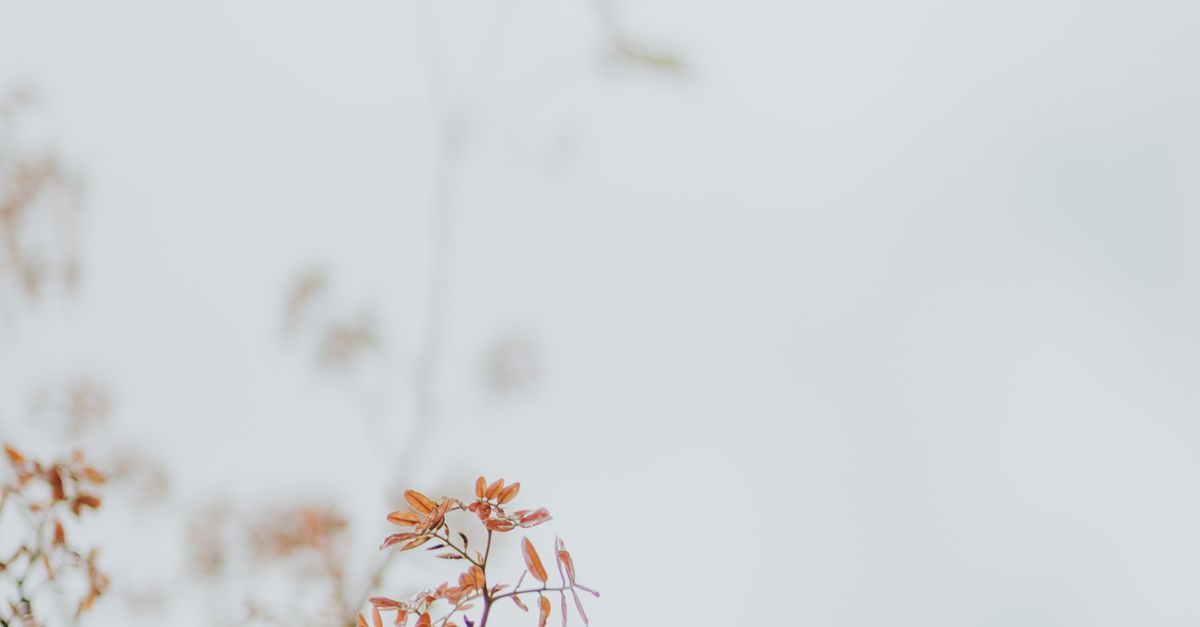 Thin Branches of Tree · Free Stock Photo
