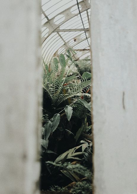 View of lush tropical plants inside a vintage greenhouse captured through a narrow opening.