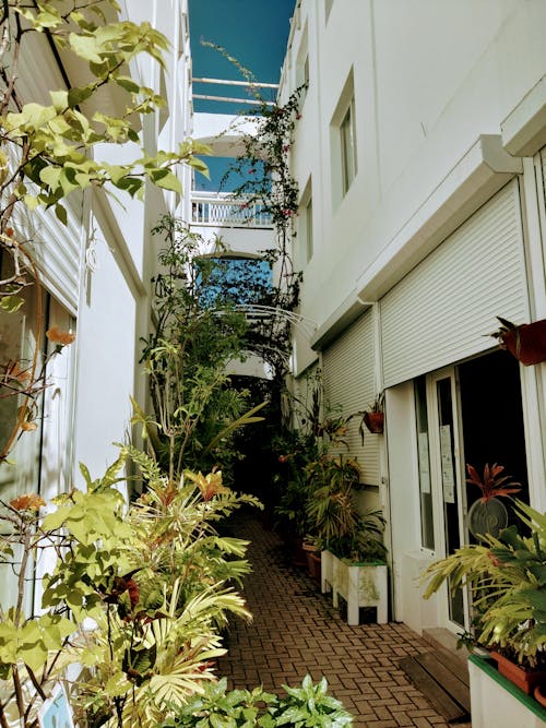 Botanical Alleyway