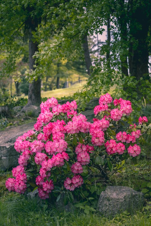 Fotobanka s bezplatnými fotkami na tému alpská ruža, exteriéry, farba