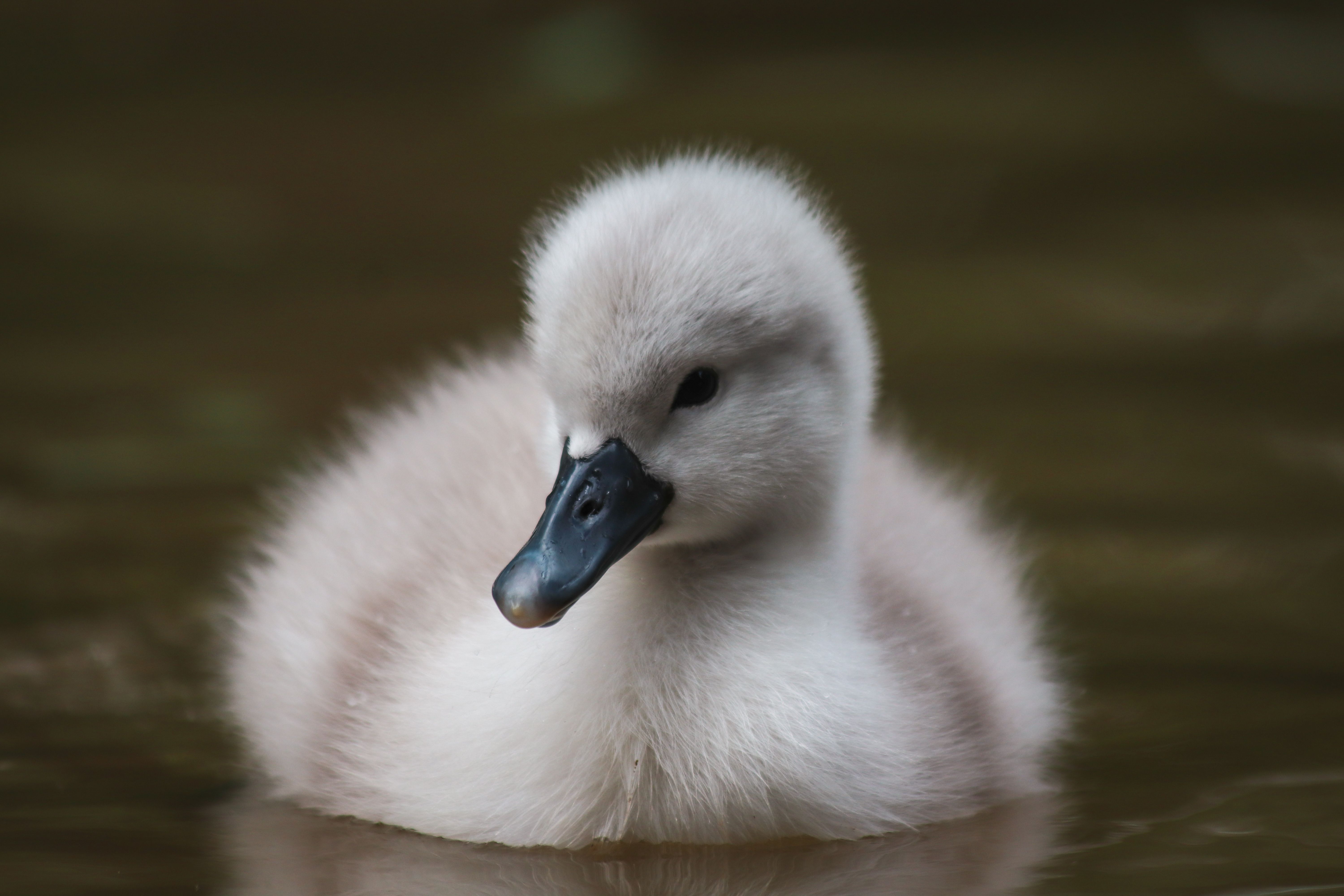 A small white swan floating in the water · Free Stock Photo